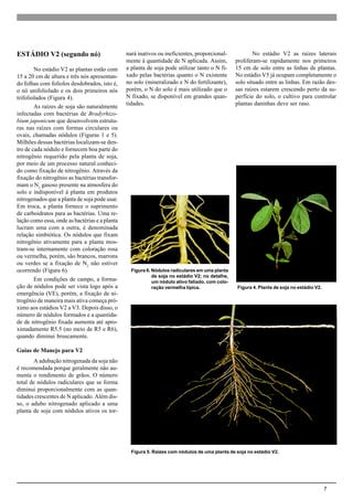 7
ESTÁDIO V2 (segundo nó)
No estádio V2 as plantas estão com
15 a 20 cm de altura e três nós apresentan-
do folhas com folíolos desdobrados, isto é,
o nó unifoliolado e os dois primeiros nós
trifoliolados (Figura 4).
As raízes de soja são naturalmente
infectadas com bactérias de Bradyrhizo-
bium japonicum que desenvolvem estrutu-
ras nas raízes com formas circulares ou
ovais, chamadas nódulos (Figuras 1 e 5).
Milhões dessas bactérias localizam-se den-
tro de cada nódulo e fornecem boa parte do
nitrogênio requerido pela planta de soja,
por meio de um processo natural conheci-
do como fixação de nitrogênio. Através da
fixação do nitrogênio as bactérias transfor-
mam o N2
gasoso presente na atmosfera do
solo e indisponível à planta em produtos
nitrogenados que a planta de soja pode usar.
Em troca, a planta fornece o suprimento
de carboidratos para as bactérias. Uma re-
lação como essa, onde as bactérias e a planta
lucram uma com a outra, é denominada
relação simbiótica. Os nódulos que fixam
nitrogênio ativamente para a planta mos-
tram-se internamente com coloração rosa
ou vermelha, porém, são brancos, marrons
ou verdes se a fixação de N2
não estiver
ocorrendo (Figura 6).
Em condições de campo, a forma-
ção de nódulos pode ser vista logo após a
emergência (VE), porém, a fixação de ni-
trogênio de maneira mais ativa começa pró-
ximo aos estádios V2 a V3. Depois disso, o
número de nódulos formados e a quantida-
de de nitrogênio fixada aumenta até apro-
ximadamente R5.5 (no meio de R5 e R6),
quando diminui bruscamente.
Guias de Manejo para V2
A adubação nitrogenada da soja não
é recomendada porque geralmente não au-
menta o rendimento de grãos. O número
total de nódulos radiculares que se forma
diminui proporcionalmente com as quan-
tidades crescentes de N aplicado. Além dis-
so, o adubo nitrogenado aplicado a uma
planta de soja com nódulos ativos os tor-
nará inativos ou ineficientes, proporcional-
mente à quantidade de N aplicada. Assim,
a planta de soja pode utilizar tanto o N fi-
xado pelas bactérias quanto o N existente
no solo (mineralizado e N do fertilizante),
porém, o N do solo é mais utilizado que o
N fixado, se disponível em grandes quan-
tidades.
Figura 4. Planta de soja no estádio V2.
Figura 6. Nódulos radiculares em uma planta
de soja no estádio V2; no detalhe,
um nódulo ativo fatiado, com colo-
ração vermelha típica.
Figura 5. Raízes com nódulos de uma planta de soja no estádio V2.
No estádio V2 as raízes laterais
proliferam-se rapidamente nos primeiros
15 cm de solo entre as linhas de plantas.
No estádio V5 já ocupam completamente o
solo situado entre as linhas. Em razão des-
sas raízes estarem crescendo perto da su-
perfície do solo, o cultivo para controlar
plantas daninhas deve ser raso.
 