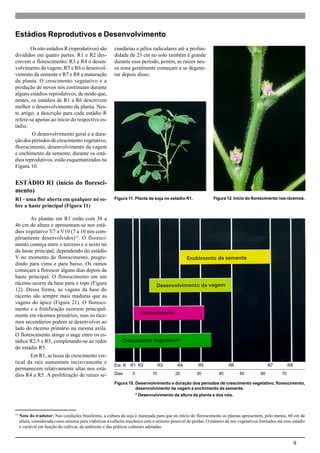 9
Os oito estádios R (reprodutivos) são
divididos em quatro partes: R1 e R2 des-
crevem o florescimento; R3 e R4 o desen-
volvimento da vagem; R5 e R6 o desenvol-
vimento da semente e R7 e R8 a maturação
da planta. O crescimento vegetativo e a
produção de novos nós continuam durante
alguns estádios reprodutivos, de modo que,
nestes, os estádios de R1 a R6 descrevem
melhor o desenvolvimento da planta. Nes-
te artigo, a descrição para cada estádio R
refere-se apenas ao início do respectivo es-
tádio.
O desenvolvimento geral e a dura-
ção dos períodos de crescimento vegetativo,
florescimento, desenvolvimento da vagem
e enchimento da semente, durante os está-
dios reprodutivos, estão esquematizados na
Figura 10.
ESTÁDIO R1 (início do floresci-
mento)
R1 - uma flor aberta em qualquer nó so-
bre a haste principal (Figura 11)
As plantas em R1 estão com 38 a
46 cm de altura e apresentam-se nos está-
dios vegetativo V7 a V10 (7 a 10 nós com-
pletamente desenvolvidos)13
. O floresci-
mento começa entre o terceiro e o sexto nó
da haste principal, dependendo do estádio
V no momento do florescimento, progre-
dindo para cima e para baixo. Os ramos
começam a florescer alguns dias depois da
haste principal. O florescimento em um
rácemo ocorre da base para o topo (Figura
12). Dessa forma, as vagens da base do
rácemo são sempre mais maduras que as
vagens do ápice (Figura 21). O floresci-
mento e a frutificação ocorrem principal-
mente em rácemos primários, mas os ráce-
mos secundários podem se desenvolver ao
lado do rácemo primário na mesma axila.
O florescimento atinge o auge entre os es-
tádios R2.5 e R3, completando-se ao redor
do estádio R5.
Em R1, as taxas de crescimento ver-
tical da raiz aumentam incisivamente e
permanecem relativamente altas nos está-
dios R4 a R5. A proliferação de raízes se-
cundárias e pêlos radiculares até a profun-
didade de 23 cm no solo também é grande
durante esse período, porém, as raízes nes-
sa zona geralmente começam a se degene-
rar depois disso.
Estádios Reprodutivos e Desenvolvimento
Figura 10. Desenvolvimento e duração dos períodos de crescimento vegetativo, florescimento,
desenvolvimento da vagem e enchimento da semente.
* Desenvolvimento da altura da planta e dos nós.
Figura 12. Início do florescimento nos rácemos.Figura 11. Planta de soja no estádio R1.
13
Nota do tradutor: Nas condições brasileiras, a cultura da soja é manejada para que no início do florescimento as plantas apresentem, pelo menos, 60 cm de
altura, considerada como mínima para viabilizar a colheita mecânica com o mínimo possível de perdas. O número de nós vegetativos formados até esse estádio
é variável em função do cultivar, do ambiente e das práticas culturais adotadas.
Est. R R1 R2 R3 R4 R5 R6 R7 R8
Dias 0 10 20 30 40 50 60 70
 