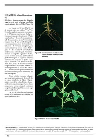10
ESTÁDIO R2 (pleno florescimen-
to)
R2 - flores abertas em um dos dois nós
superiores da haste principal com folha
completamente desenvolvida (Figura 13)
As plantas em R2 têm 43 a 56 cm
de altura e estão nos estádios V8 a V12.
Nessa fase, a planta acumulou somente cer-
ca de 25% de sua matéria seca final e nu-
trientes, atingiu aproximadamente 50% de
sua altura final e desenvolveu cerca de me-
tade do número total de nós14
. Esse estádio
marca o início de um período de rápido e
constante acúmulo diário das taxas de ma-
téria seca e de nutrientes pela planta, que
continuará até logo após o estádio R6 (Fi-
guras 38 a 41). Essa rápida acumulação de
matéria seca e nutrientes pela planta intei-
ra inicia-se nas partes vegetativas (folhas,
hastes, pecíolos e raízes), deslocando-se
gradualmente para as vagens e sementes
em formação, enquanto as partes vege-
tativas finalizam o seu desenvolvimento.
Além disso, a taxa de fixação de nitrogê-
nio pelos nódulos radiculares também au-
menta rapidamente no estádio R2. A Figu-
ra 14 mostra que um grande número de
nódulos radiculares pode se desenvolver em
uma única planta.
Nesse estádio, o sistema radicular
apresenta-se completamente desenvolvido
no espaço entre linhas de 102 cm (40 pole-
gadas), com várias raízes laterais direcio-
nando o seu crescimento para baixo. Essas
raízes, junto com a principal, continuam
se aprofundando no perfil do solo até logo
após o estádio R6.5.
Se 50% de folhas forem perdidas no
estádio R2, o rendimento será reduzido em
aproximadamente 6%.
Figura 13. Planta de soja no estádio R2.
Figura 14. Elevado número de nódulos radi-
culares formados numa única plan-
ta de soja.
14
Nota do tradutor: O comportamento descrito pelos autores é válido somente para os cultivares com hábito de crescimento indeterminado, tais como IAC
Foscarim 31, IAC-16 e Ocepar 3, cuja altura de planta e número de nós vegetativos no estádio R2 podem ser maiores que os apresentados neste artigo. No Brasil,
predominam os cultivares com hábito de crescimento determinado, que no estádio R2 acumulam cerca de 87% a 90% de sua altura e matéria seca finais.
 