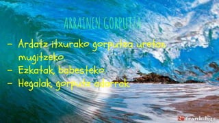 ARRAINEN GORPUTZA
- Ardatz itxurako gorputza uretan
mugitzeko.
- Ezkatak, babesteko.
- Hegalak, gorputz adarrak.
 