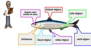 ISATS HEGALA
Begiak, sudur
zuloak eta ahoa.
BIZKAR HEGALA
OPERKULUA SABEL HEGALA
UZKI HEGALA
BULAR HEGALA
 