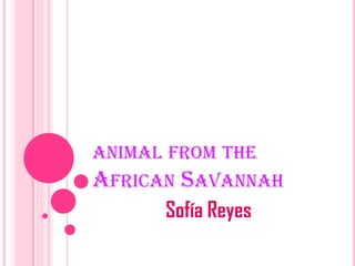 ANIMAL FROM THE
AFRICAN SAVANNAH
      Sofía Reyes
 