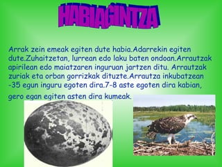 Arrak zein emeak egiten dute habia.Adarrekin egiten
dute.Zuhaitzetan, lurrean edo laku baten ondoan.Arrautzak
apirilean edo maiatzaren inguruan jartzen ditu. Arrautzak
zuriak eta orban gorrizkak dituzte.Arrautza inkubatzean
-35 egun inguru egoten dira.7-8 aste egoten dira kabian,
gero egan egiten asten dira kumeak.
 