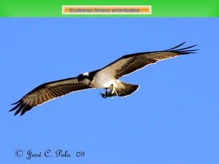 Euskeraz:Arrano arrantzalea.
 