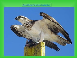 Zientifikoa:Pandion haliaetus
 