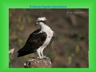 Erderaz:Aguila pescadora
 