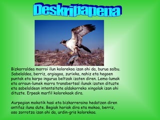 Bizkarraldea marroi ilun kolorekoa izan ohi da, burua salbu.
Sabelaldea, berriz, argiagoa, zurixka, nahiz eta hegoen
puntak eta karpo ingurua beltzak izaten diren. Lema-lumak
eta arraun-lumek marra transbertsal ilunak izaten dituzte
eta sabelaldean intentsitate aldakorreko xingolak izan ohi
dituzte. Erpeak marfil kolorekoak dira.
Aurpegian mokotik hasi eta bizkarreraino hedatzen diren
antifaz iluna dute. Begiak horiak dira eta mokoa, berriz,
oso zorrotza izan ohi da, urdin-gris kolorekoa.
 