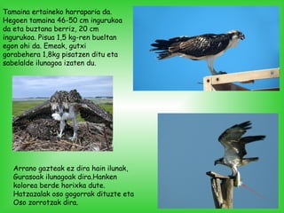 Tamaina ertaineko harraparia da.
Hegoen tamaina 46-50 cm ingurukoa
da eta buztana berriz, 20 cm
ingurukoa. Pisua 1,5 kg-ren bueltan
egon ohi da. Emeak, gutxi
gorabehera 1,8kg pisatzen ditu eta
sabelalde ilunagoa izaten du.
Arrano gazteak ez dira hain ilunak,
Gurasoak ilunagoak dira.Hanken
kolorea berde horixka dute.
Hatzazalak oso gogorrak dituzte eta
Oso zorrotzak dira.
 