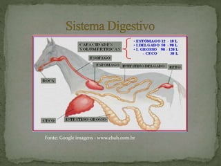 Fonte: Google imagens - www.ebah.com.br
 