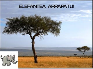 ELEFANTEA  ARRAPATU! 