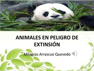 ANIMALES EN PELIGRO DE
EXTINSIÓN
Milagros Arrascue Quevedo
 