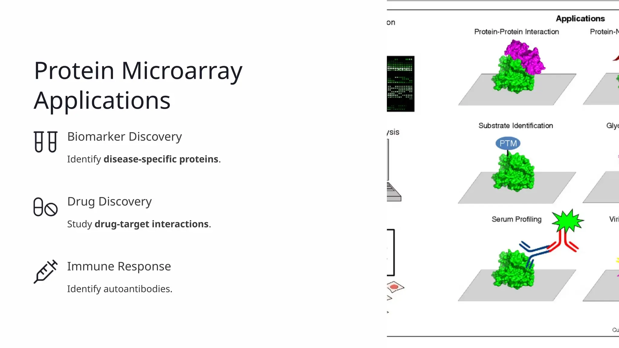 Protein Microarray Applications Biomarker Discovery Identify disease-specific proteins. Drug Discovery Study drug-target interactions. Immune Response Identify autoantibodies. 