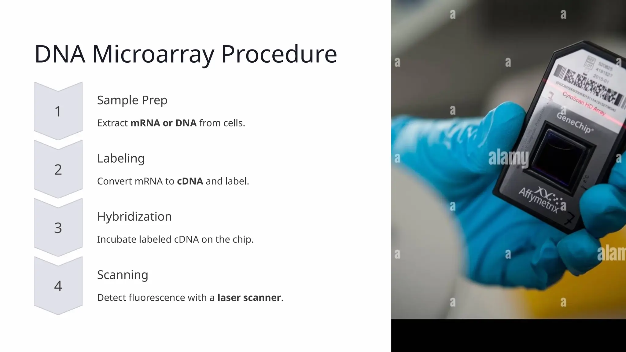 DNA Microarray Procedure Sample Prep Extract mRNA or DNA from cells. Labeling Convert mRNA to cDNA and label. Hybridization Incubate labeled cDNA on the chip. Scanning Detect fluorescence with a laser scanner. 
