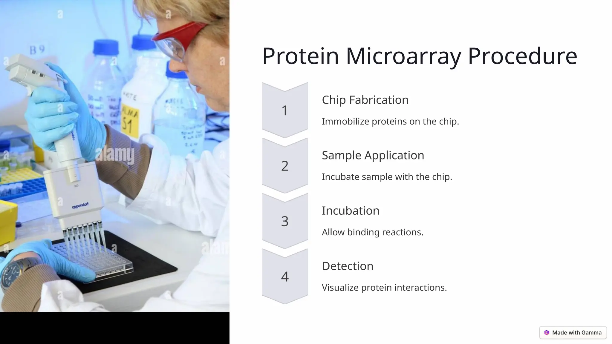 Protein Microarray Procedure Chip Fabrication Immobilize proteins on the chip. Sample Application Incubate sample with the chip. Incubation Allow binding reactions. Detection Visualize protein interactions. 