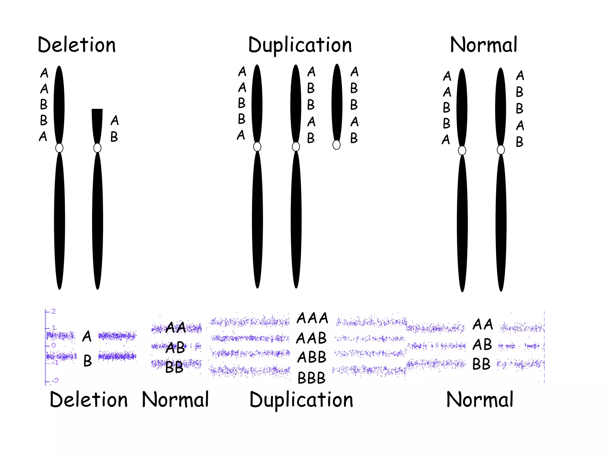 AA
AB
BB
Deletion Normal Duplication Normal
AA
AB
BB
A
AAA
BBB
B
AAB
ABB
B
B
A
A
A
A
B
B
A
B
Normal
Deletion
B
B
A
A
A
A
B
B
B
A
A
A
Duplication
A
B
B
A
B
A
B
B
A
B
