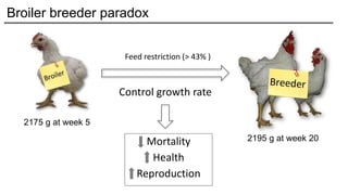 The development of fault bars in feed restrcited broiler breeders ...