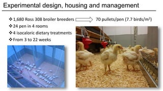 The development of fault bars in feed restrcited broiler breeders ...