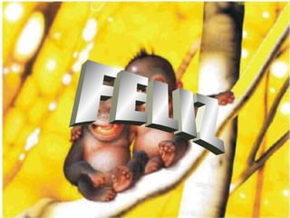 FELIZ 