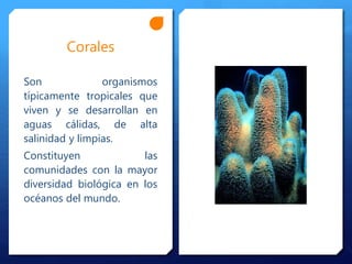 Corales
Son organismos
típicamente tropicales que
viven y se desarrollan en
aguas cálidas, de alta
salinidad y limpias.
Constituyen las
comunidades con la mayor
diversidad biológica en los
océanos del mundo.
 