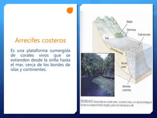 Arrecifes costeros
Es una plataforma sumergida
de corales vivos que se
extienden desde la orilla hasta
el mar, cerca de los bordes de
islas y continentes.
 