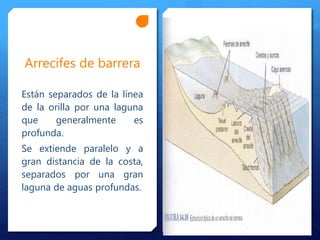 Arrecifes de barrera
Están separados de la línea
de la orilla por una laguna
que generalmente es
profunda.
Se extiende paralelo y a
gran distancia de la costa,
separados por una gran
laguna de aguas profundas.
 