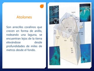Atolones
Son arrecifes coralinos que
crecen en forma de anillo,
rodeando una laguna, se
encuentran lejos de la tierra
elevándose desde
profundidades de miles de
metros desde el fondo.
 