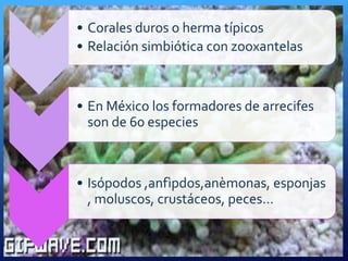 • Corales duros o herma típicos
• Relación simbiótica con zooxantelas
• En México los formadores de arrecifes
son de 60 especies
• Isópodos ,anfìpdos,anèmonas, esponjas
, moluscos, crustáceos, peces…
 