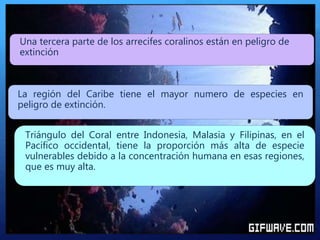 Triángulo del Coral entre Indonesia, Malasia y Filipinas, en el
Pacífico occidental, tiene la proporción más alta de especie
vulnerables debido a la concentración humana en esas regiones,
que es muy alta.
La región del Caribe tiene el mayor numero de especies en
peligro de extinción.
Una tercera parte de los arrecifes coralinos están en peligro de
extinción
 