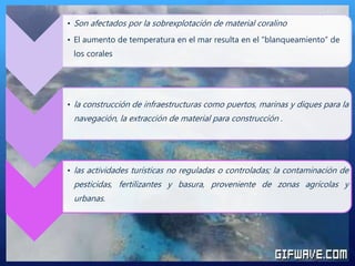 • Son afectados por la sobrexplotación de material coralino
• El aumento de temperatura en el mar resulta en el “blanqueamiento” de
los corales
• la construcción de infraestructuras como puertos, marinas y diques para la
navegación, la extracción de material para construcción .
• las actividades turísticas no reguladas o controladas; la contaminación de
pesticidas, fertilizantes y basura, proveniente de zonas agrícolas y
urbanas.
 