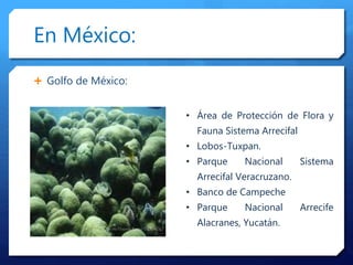  Golfo de México:
• Área de Protección de Flora y
Fauna Sistema Arrecifal
• Lobos-Tuxpan.
• Parque Nacional Sistema
Arrecifal Veracruzano.
• Banco de Campeche
• Parque Nacional Arrecife
Alacranes, Yucatán.
En México:
 