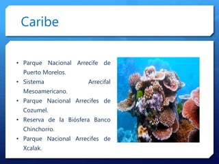 Caribe
• Parque Nacional Arrecife de
Puerto Morelos.
• Sistema Arrecifal
Mesoamericano.
• Parque Nacional Arrecifes de
Cozumel.
• Reserva de la Biósfera Banco
Chinchorro.
• Parque Nacional Arrecifes de
Xcalak.
 