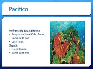 Pacífico
Península de Baja California:
• Parque Nacional Cabo Pulmo
• Bahía de la Paz
• Los Frailes
Nayarit:
• Isla Jaltemba
• Bahía Banderas
 