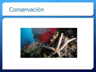 Conservación
 