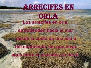 ARRECIFES EN
        ORLA
     Los arrecifes en orla
   se extienden hacia el mar
  desde la costa de una isla o
 del continente, sin que haya
agua entre el arrecife y la tierra   .
 