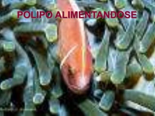 POLIPO ALIMENTANDOSE
 
