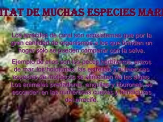 itat de muchas especies mari
 Los arrecifes de coral son ecosistemas que por la
 gran cantidad de organismos a los que brindan un
   hogar solo se pueden comparar con la selva.
 Ejemplo de ellos son los peces herbívoros, erizos
  de mar, los holoturias, las estrellas y numerosas
  especies de moluscos se alimentan de las algas.
 Los animales predadores, anguilas y tiburones, se
 esconden en las numerosas cuevas y hendiduras
                     del arrecife.
 