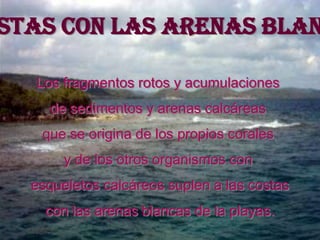 stas con las arenas blan

  Los fragmentos rotos y acumulaciones
     de sedimentos y arenas calcáreas
   que se origina de los propios corales
       y de los otros organismos con
  esqueletos calcáreos suplen a las costas
    con las arenas blancas de la playas.
 