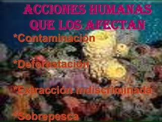 Acciones humanas
  que los afectan
*Contaminación

*Deforestación

*Extracción indiscriminada

*Sobrepesca
 
