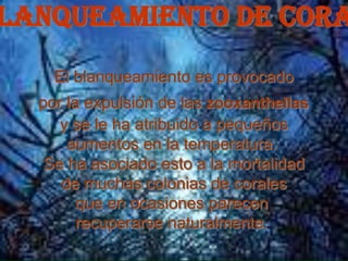 lanqueamiento de cora
    El blanqueamiento es provocado
  por la expulsión de las zooxanthellas
     y se le ha atribuido a pequeños
      aumentos en la temperatura.
   Se ha asociado esto a la mortalidad
     de muchas colonias de corales
        que en ocasiones parecen
        recuperarse naturalmente.
 