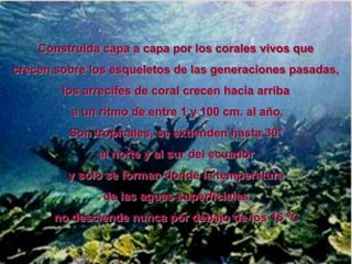 Construida capa a capa por los corales vivos que
crecen sobre los esqueletos de las generaciones pasadas,
        los arrecifes de coral crecen hacia arriba
          a un ritmo de entre 1 y 100 cm. al año.
         Son tropicales, se extienden hasta 30°
              al norte y al sur del ecuador
         y sólo se forman donde la temperatura
               de las aguas superficiales
       no desciende nunca por debajo de los 16 ºC.
 