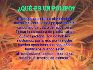 ¿Qué es un pólipo?
  Un pólipo de coral es el verdadero
animal del coral. Estos pólipos usan el
  carbonato de calcio del agua para
 formar la estructura de piedra caliza
    que los protege, son de hábitos
  nocturnos, por lo que por la noche
   pueden apreciarse sus pequeños
       tentáculos cuando están
 alimentándose, apenas miden unos
    cuantos milímetros de diámetro.
 