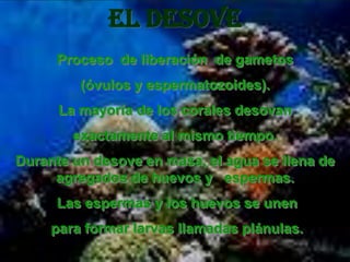 EL DESOVE
     Proceso de liberación de gametos
         (óvulos y espermatozoides).
      La mayoría de los corales desovan
        exactamente al mismo tiempo.
Durante un desove en masa, el agua se llena de
     agregados de huevos y espermas.
     Las espermas y los huevos se unen
     para formar larvas llamadas plánulas.
 