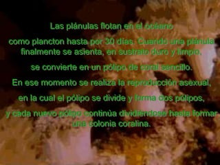 Las plánulas flotan en el océano
como plancton hasta por 30 días. Cuando una plánula
  finalmente se asienta, en sustrato duro y limpio,
      se convierte en un pólipo de coral sencillo.
 En ese momento se realiza la reproducción asexual,
   en la cual el pólipo se divide y forma dos pólipos,
y cada nuevo pólipo continúa dividiéndose hasta formar
                 una colonia coralina.
 