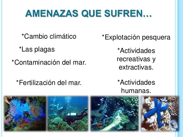 Resultado de imagen para como evitar la contaminación de arrecifes