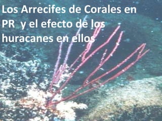 Los Arrecifes de Corales en PR  y el efecto de los huracanes en ellos 