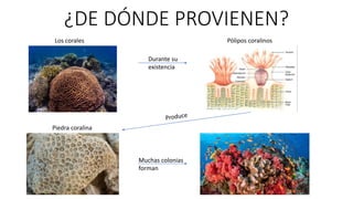 ¿DE DÓNDE PROVIENEN?
Los corales Pólipos coralinos
Durante su
existencia
Piedra coralina
Muchas colonias
forman
 