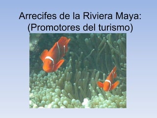 Arrecifes de la Riviera Maya:
  (Promotores del turismo)
 