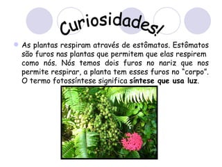  As plantas respiram através de estômatos. Estômatos
  são furos nas plantas que permitem que elas respirem
  como nós. Nós temos dois furos no nariz que nos
  permite respirar, a planta tem esses furos no “corpo”.
  O termo fotossíntese significa síntese que usa luz.
 