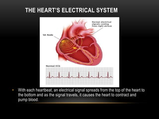 THE HEART’S ELECTRICAL SYSTEM

• With each heartbeat, an electrical signal spreads from the top of the heart to
the bottom and as the signal travels, it causes the heart to contract and
pump blood.

 