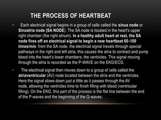 THE PROCESS OF HEARTBEAT
•

Each electrical signal begins in a group of cells called the sinus node or
Sinoatria node (SA NODE). The SA node is located in the heart's upper
right chamber (the right atrium). In a healthy adult heart at rest, the SA
node fires off an electrical signal to begin a new heartbeat 60-100
times/min. from the SA node, the electrical signal travels through special
pathways in the right and left atria, this causes the atria to contract and pump
blood into the heart’s lower chambers, the ventricles. This signal moving
through the atria is recorded as the P-WAVE on the EKG/ECG.

•

The electrical signal then moves down to a group of cells called the
atriaventricular (AV) node located between the atria and the ventricles.
Here the signal slows down just a little as it passes through the AV
node, allowing the ventricles time to finish filling with blood (ventricular
filling). On the EKG, this part of the process is the flat line between the end
of the P-waves and the beginning of the Q-waves.

 